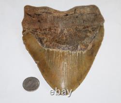 MEGALODON Fossil Giant Shark Natural NO Repair 5.97 HUGE BEAUTIFUL TOOTH