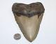 Megalodon Fossil Giant Shark Natural No Repair 6.04 Huge Beautiful Tooth