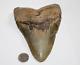 Megalodon Fossil Giant Shark Natural No Repair 6.04 Huge Beautiful Tooth