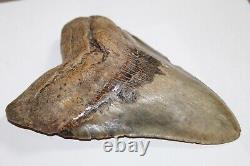 MEGALODON Fossil Giant Shark Natural NO Repair 6.04 HUGE BEAUTIFUL TOOTH