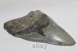 MEGALODON Fossil Giant Shark Natural NO Repair 6.38 HUGE BEAUTIFUL TOOTH