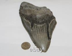 MEGALODON Fossil Giant Shark Natural NO Repair 6.38 HUGE BEAUTIFUL TOOTH