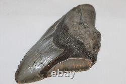 MEGALODON Fossil Giant Shark Natural NO Repair 6.38 HUGE BEAUTIFUL TOOTH