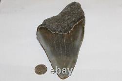 MEGALODON Fossil Giant Shark Natural NO Repair 6.38 HUGE BEAUTIFUL TOOTH