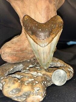 MEGALODON Fossil Giant Shark Teeth All Natural Large 3.7 HUGE COMMERCIAL GRADE