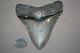 Megalodon Fossil Giant Shark Teeth All Natural Large 4.09 Huge Beautiful Tooth