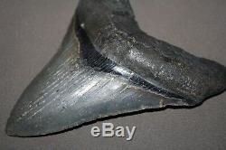 MEGALODON Fossil Giant Shark Teeth All Natural Large 4.09 HUGE BEAUTIFUL TOOTH