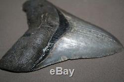 MEGALODON Fossil Giant Shark Teeth All Natural Large 4.09 HUGE BEAUTIFUL TOOTH