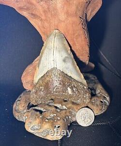 MEGALODON Fossil Giant Shark Teeth All Natural Large 4.29 Dinosaur Tooth OBO