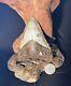Megalodon Fossil Giant Shark Teeth All Natural Large 4.29 Dinosaur Tooth Obo