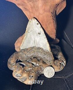 MEGALODON Fossil Giant Shark Teeth All Natural Large 4.29 Dinosaur Tooth OBO