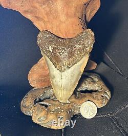 MEGALODON Fossil Giant Shark Teeth All Natural Large 4.29 Dinosaur Tooth OBO