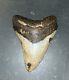 Megalodon Fossil Giant Shark Teeth All Natural Large 4.2 Dinosaur Tooth Obo