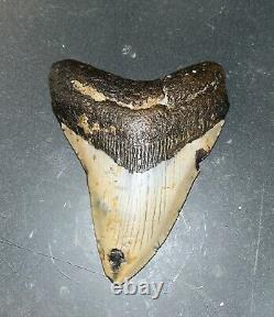 MEGALODON Fossil Giant Shark Teeth All Natural Large 4.2 Dinosaur Tooth OBO
