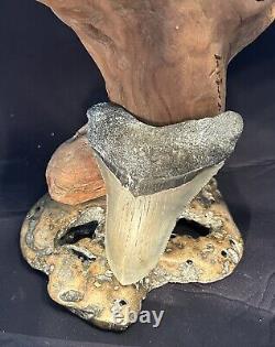 MEGALODON Fossil Giant Shark Teeth All Natural Large 4.2 Dinosaur Tooth OBO