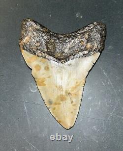 MEGALODON Fossil Giant Shark Teeth All Natural Large 4.2 Dinosaur Tooth OBO