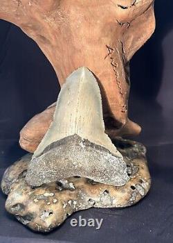 MEGALODON Fossil Giant Shark Teeth All Natural Large 4.2 Dinosaur Tooth OBO