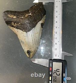 MEGALODON Fossil Giant Shark Teeth All Natural Large 4.2 Dinosaur Tooth OBO