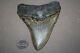 Megalodon Fossil Giant Shark Teeth All Natural Large 4.69 Huge Beautiful Tooth