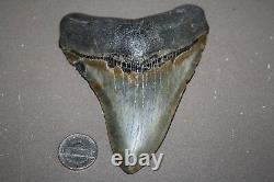 MEGALODON Fossil Giant Shark Teeth All Natural Large 4.69 HUGE BEAUTIFUL TOOTH
