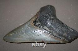 MEGALODON Fossil Giant Shark Teeth All Natural Large 4.69 HUGE BEAUTIFUL TOOTH