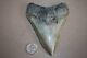 Megalodon Fossil Giant Shark Teeth All Natural Large 4.70 Huge Beautiful Tooth