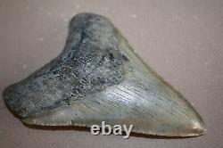 MEGALODON Fossil Giant Shark Teeth All Natural Large 4.70 HUGE BEAUTIFUL TOOTH