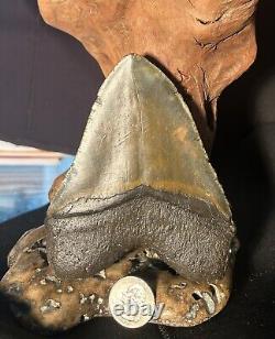 MEGALODON Fossil Giant Shark Teeth All Natural Large 5.01 HUGE COMMERCIAL GRADE