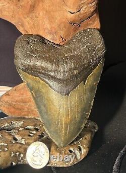 MEGALODON Fossil Giant Shark Teeth All Natural Large 5.01 HUGE COMMERCIAL GRADE