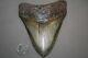 Megalodon Fossil Giant Shark Teeth All Natural Large 5.05 Huge Commercial Grade