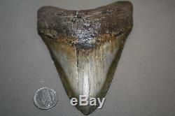 MEGALODON Fossil Giant Shark Teeth All Natural Large 5.05 HUGE COMMERCIAL GRADE