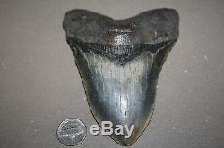 MEGALODON Fossil Giant Shark Teeth All Natural Large 5.06 HUGE BEAUTIFUL TOOTH