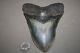 Megalodon Fossil Giant Shark Teeth All Natural Large 5.06 Huge Beautiful Tooth