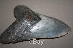 MEGALODON Fossil Giant Shark Teeth All Natural Large 5.06 HUGE BEAUTIFUL TOOTH