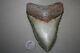 Megalodon Fossil Giant Shark Teeth All Natural Large 5.19 Huge Beautiful Tooth