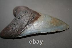 MEGALODON Fossil Giant Shark Teeth All Natural Large 5.19 HUGE BEAUTIFUL TOOTH