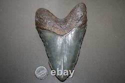 MEGALODON Fossil Giant Shark Teeth All Natural Large 5.19 HUGE BEAUTIFUL TOOTH