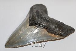 MEGALODON Fossil Giant Shark Teeth All Natural Large 5.20 HUGE COMMERCIAL GRADE