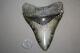 Megalodon Fossil Giant Shark Teeth All Natural Large 5.22 Huge Beautiful Tooth