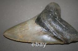 MEGALODON Fossil Giant Shark Teeth All Natural Large 5.22 HUGE BEAUTIFUL TOOTH