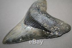MEGALODON Fossil Giant Shark Teeth All Natural Large 5.22 HUGE BEAUTIFUL TOOTH