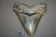 Megalodon Fossil Giant Shark Teeth All Natural Large 5.23 Huge Beautiful Tooth