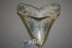 MEGALODON Fossil Giant Shark Teeth All Natural Large 5.23 HUGE BEAUTIFUL TOOTH