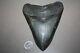 Megalodon Fossil Giant Shark Teeth All Natural Large 5.27 Huge Beautiful Tooth