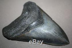 MEGALODON Fossil Giant Shark Teeth All Natural Large 5.27 HUGE BEAUTIFUL TOOTH