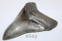 MEGALODON Fossil Giant Shark Teeth All Natural Large 5.28 HUGE COMMERCIAL GRADE