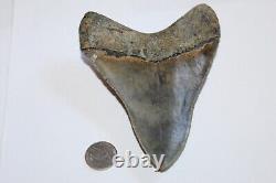 MEGALODON Fossil Giant Shark Teeth All Natural Large 5.28 HUGE COMMERCIAL GRADE