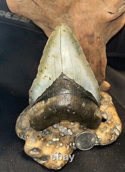 MEGALODON Fossil Giant Shark Teeth All Natural Large 5.29 HUGE COMMERCIAL GRADE