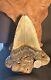 Megalodon Fossil Giant Shark Teeth All Natural Large 5.2 Huge Commercial Grade