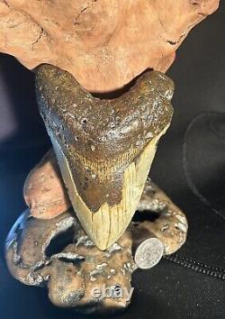 MEGALODON Fossil Giant Shark Teeth All Natural Large 5.2 HUGE COMMERCIAL GRADE